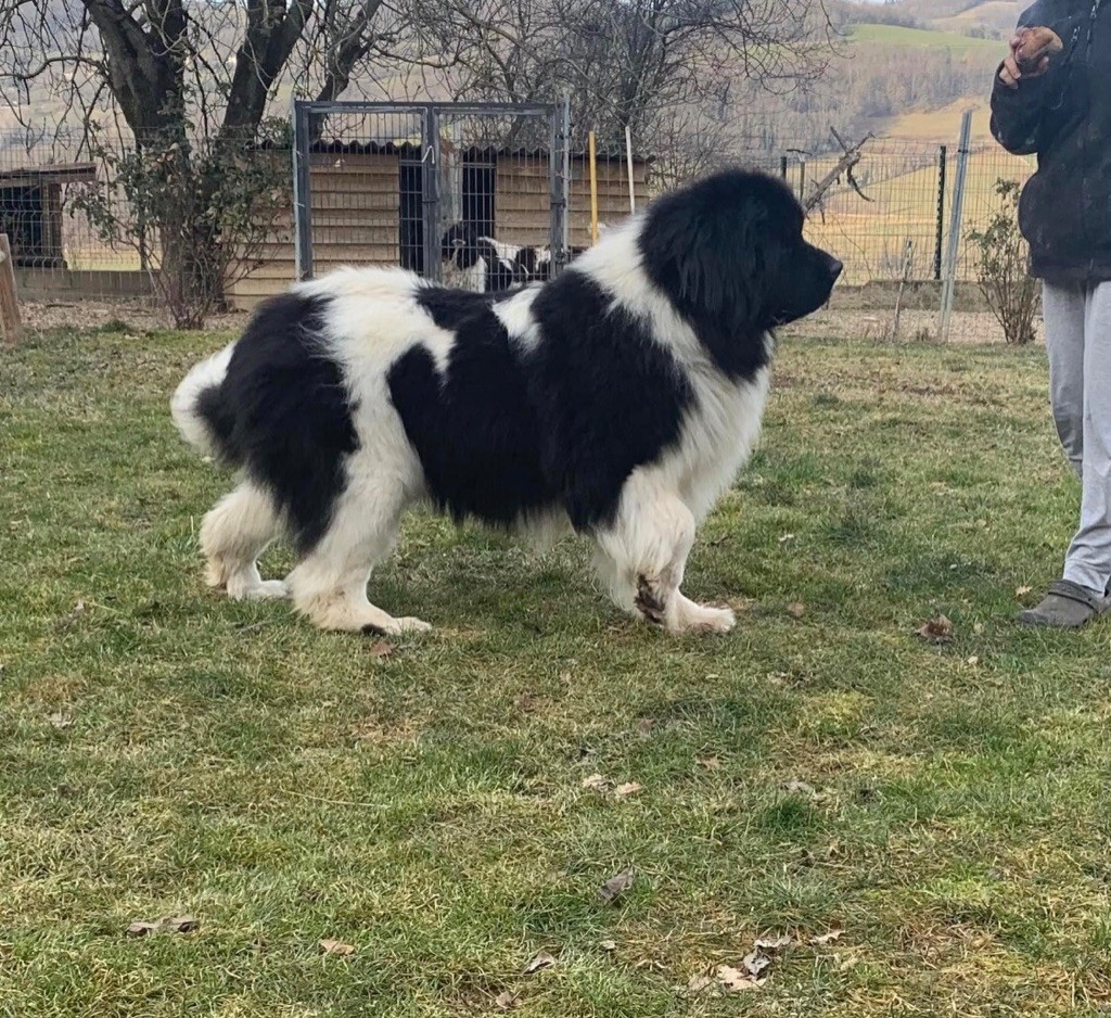Pippa de l'arche des pierres dorées