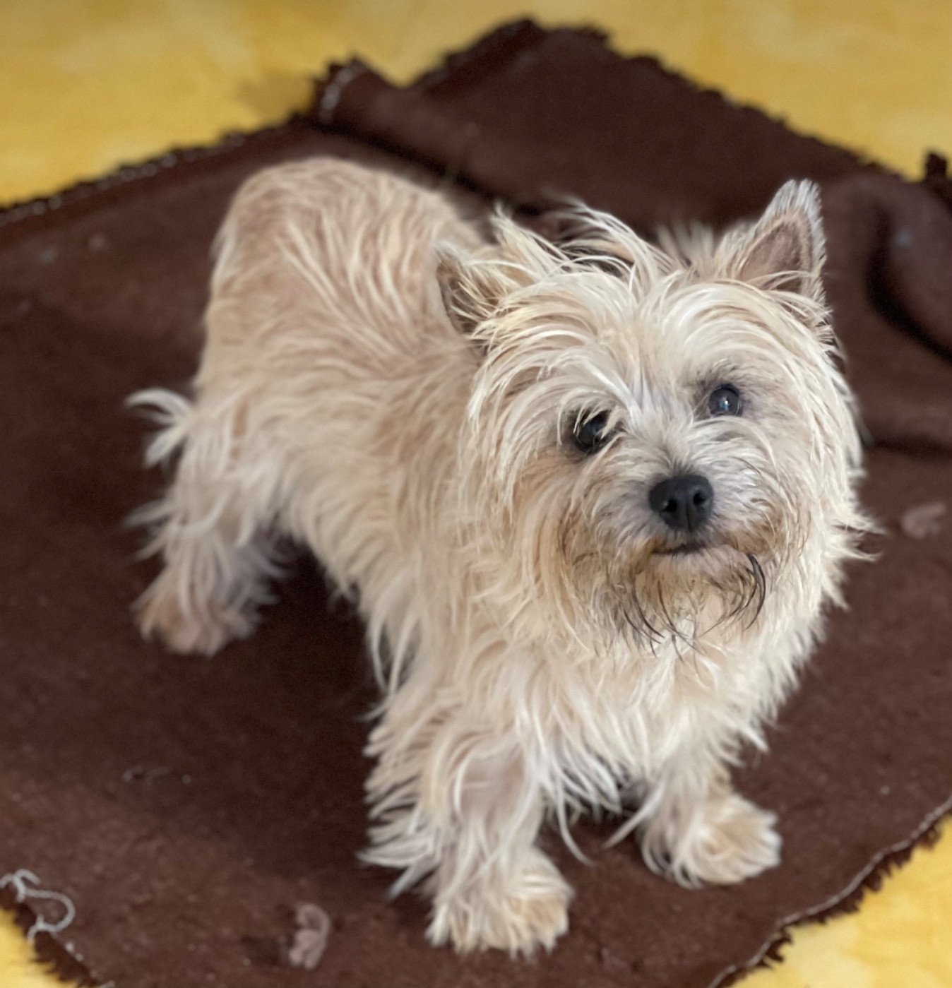 VOLE AU VENT  du Harpouy D'Auzan