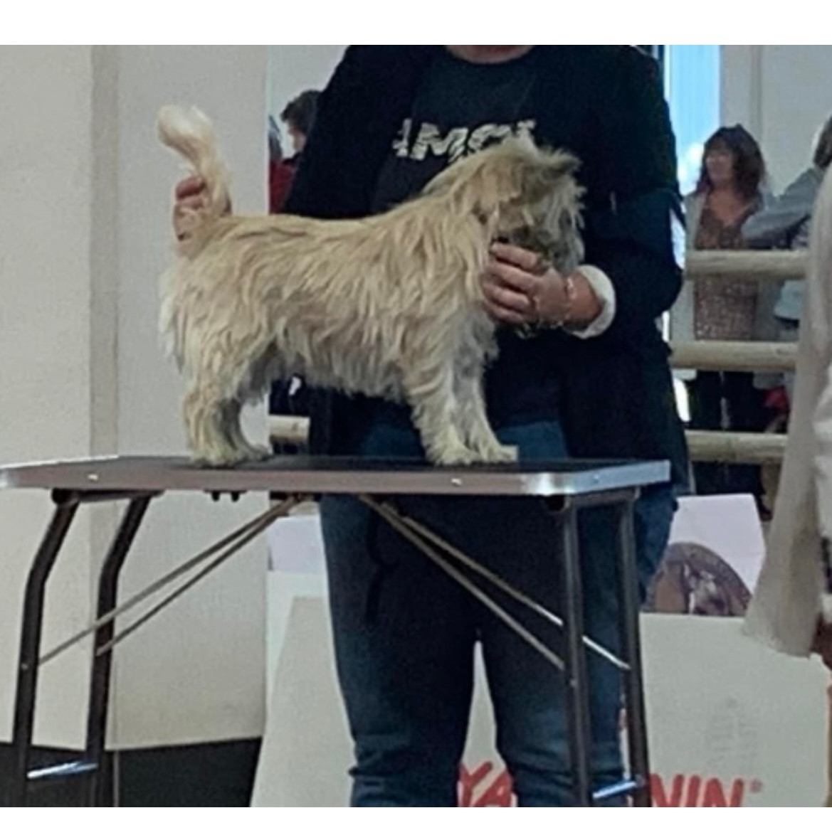 Thor de la vallée Caid