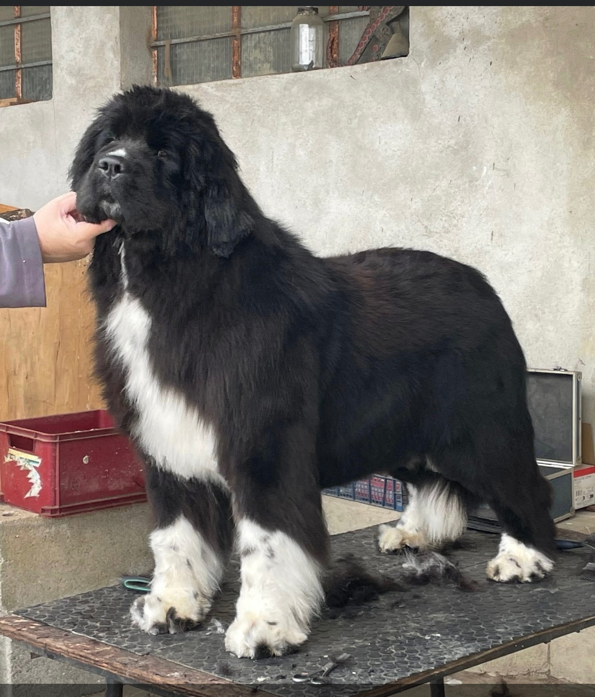 U2 de l'arche des pierres dorées