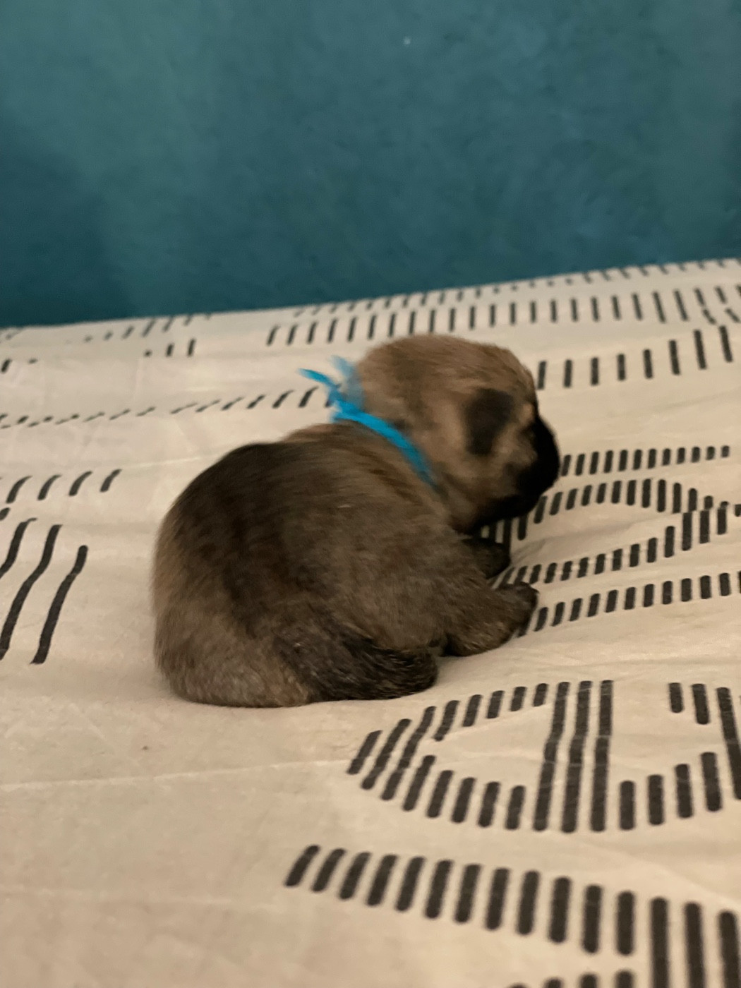 de l'arche des pierres dorées - Chiots disponibles - Cairn Terrier