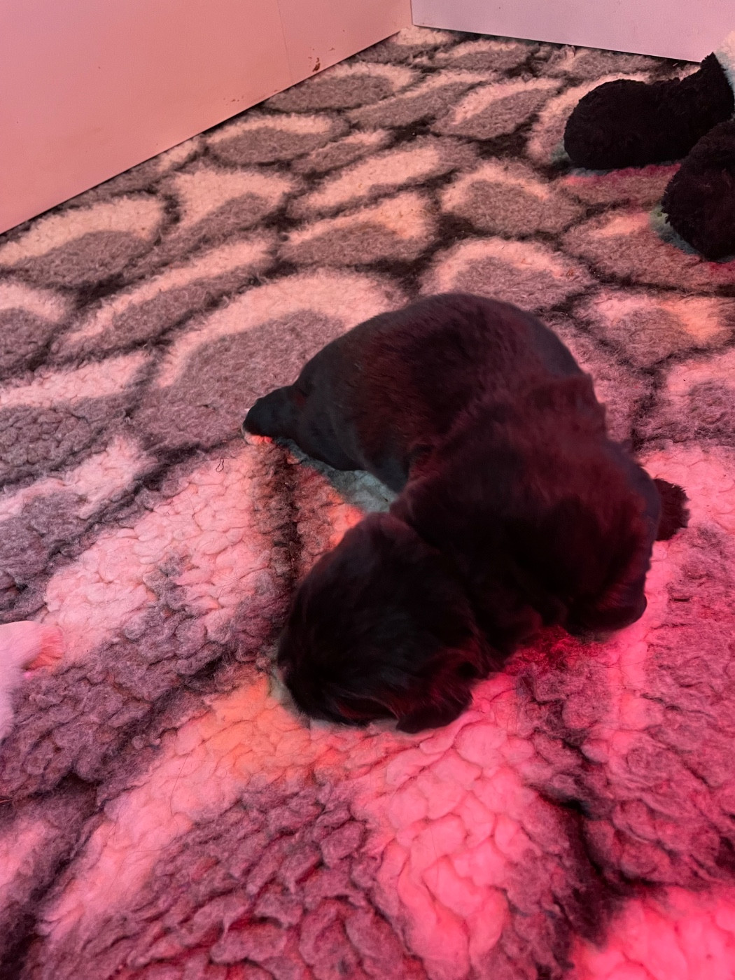 de l'arche des pierres dorées - Chiots disponibles - Terre-neuve