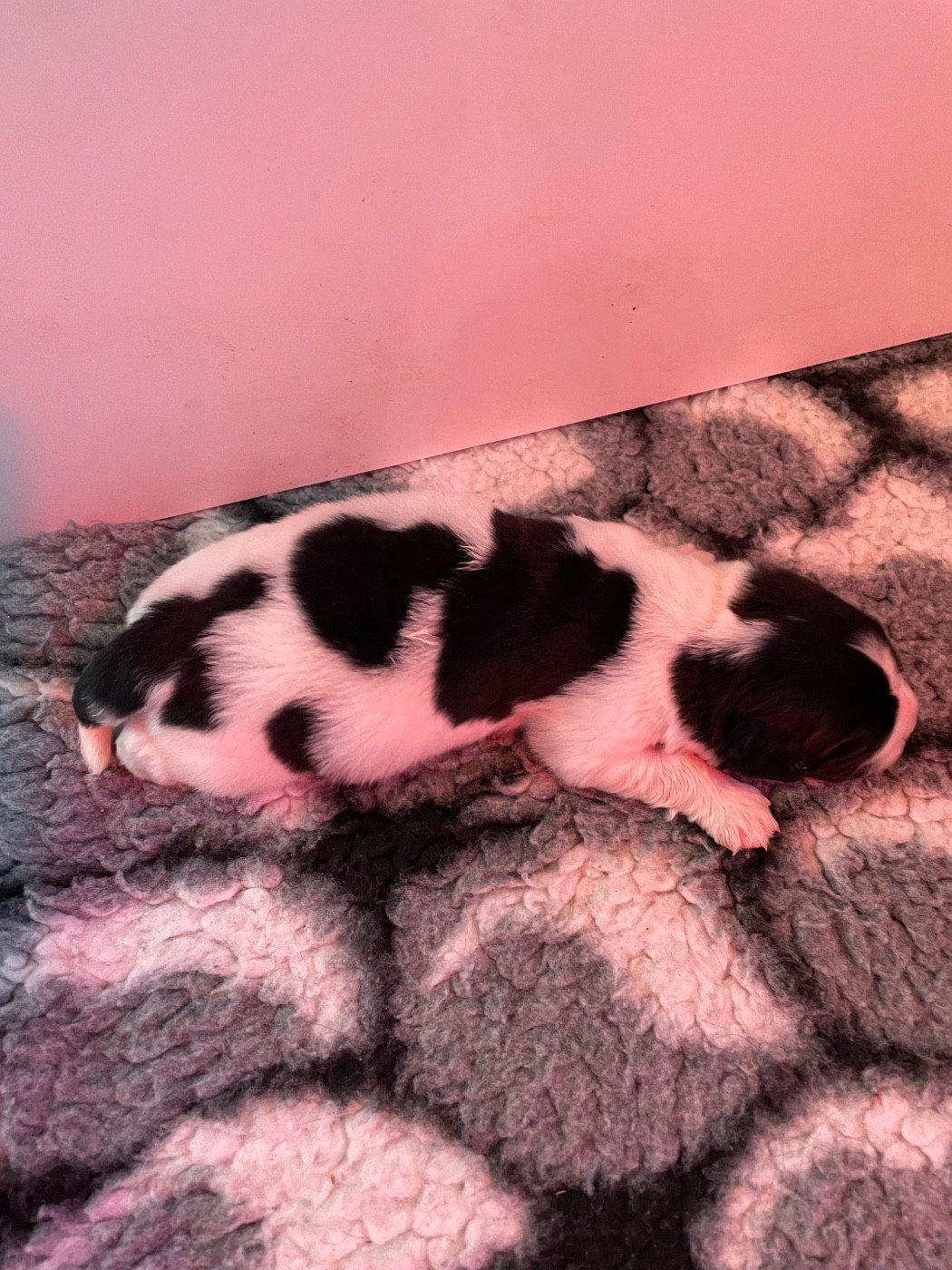 de l'arche des pierres dorées - Chiots disponibles - Terre-neuve