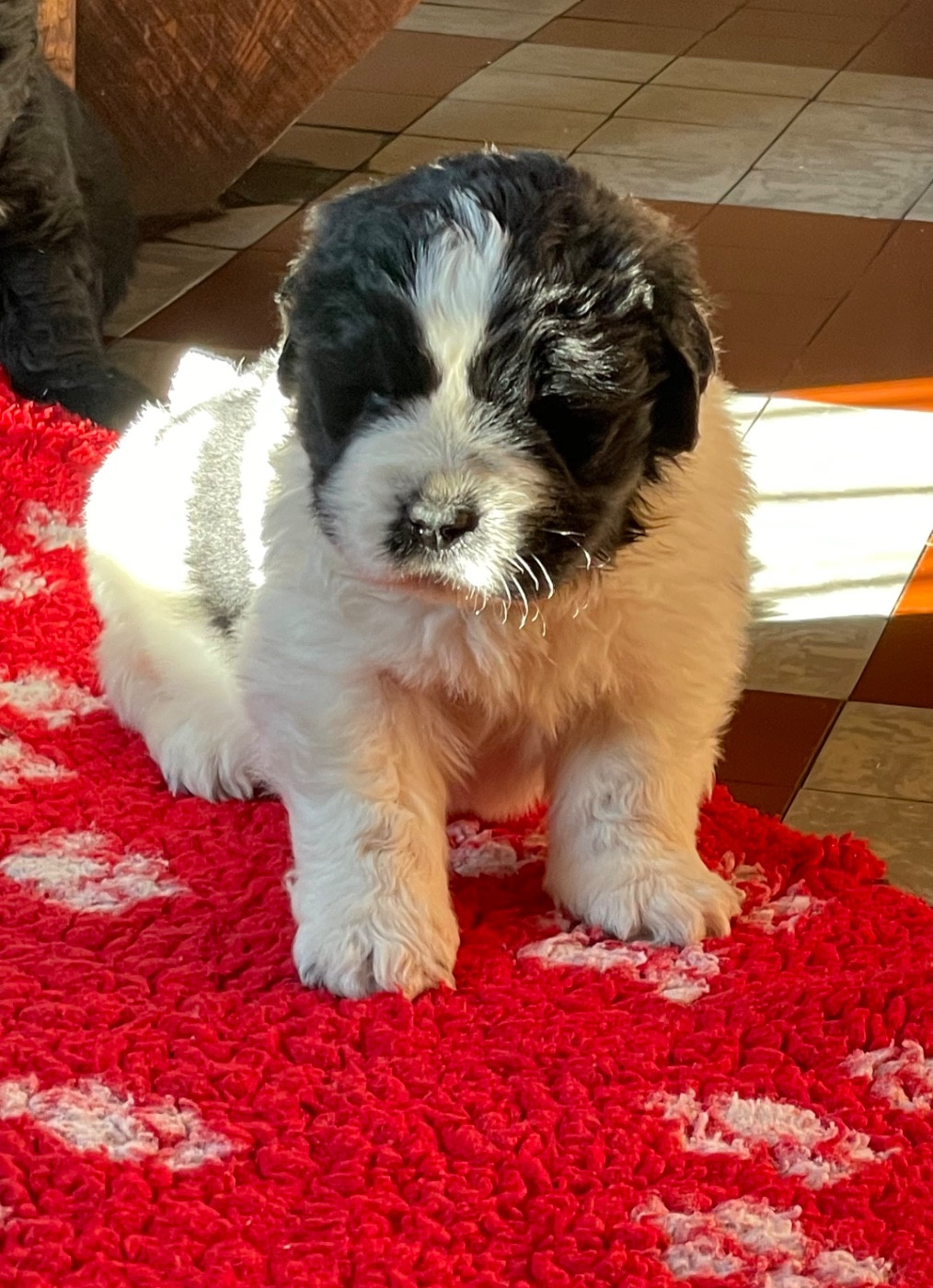 de l'arche des pierres dorées - Chiots disponibles - Terre-neuve