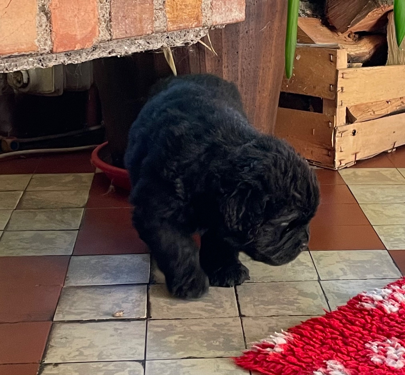 de l'arche des pierres dorées - Chiots disponibles - Terre-neuve