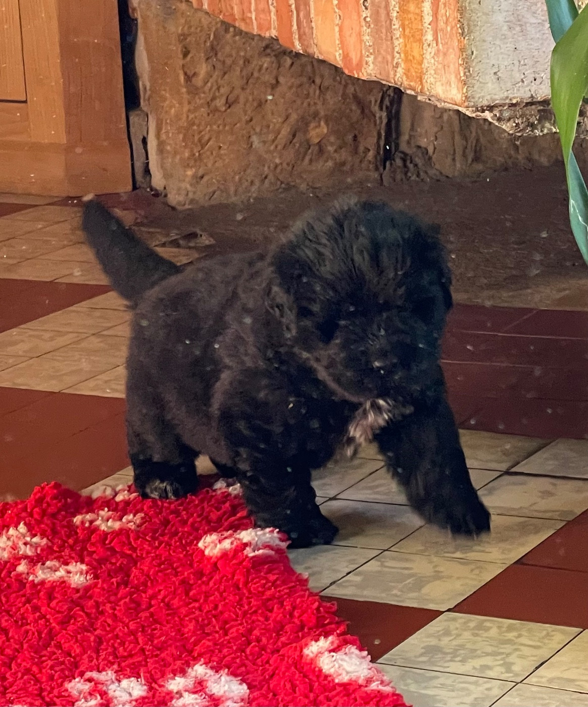 de l'arche des pierres dorées - Chiots disponibles - Terre-neuve