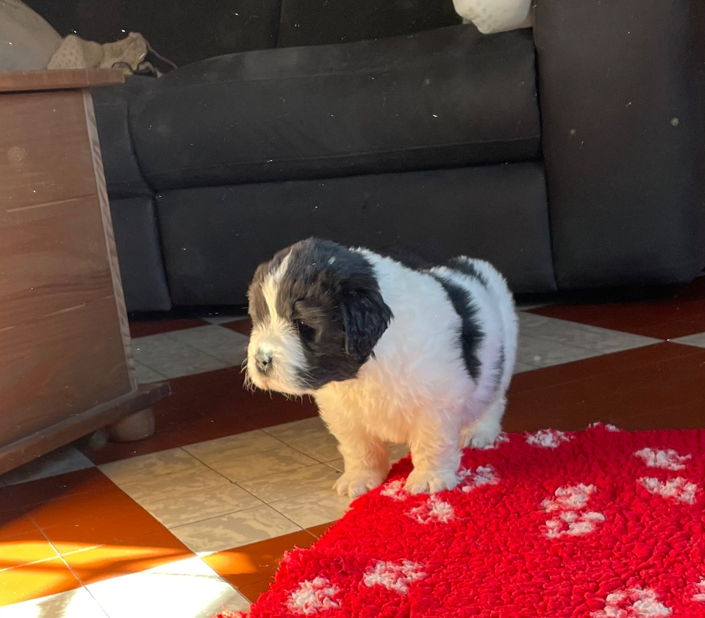 de l'arche des pierres dorées - Chiots disponibles - Terre-neuve