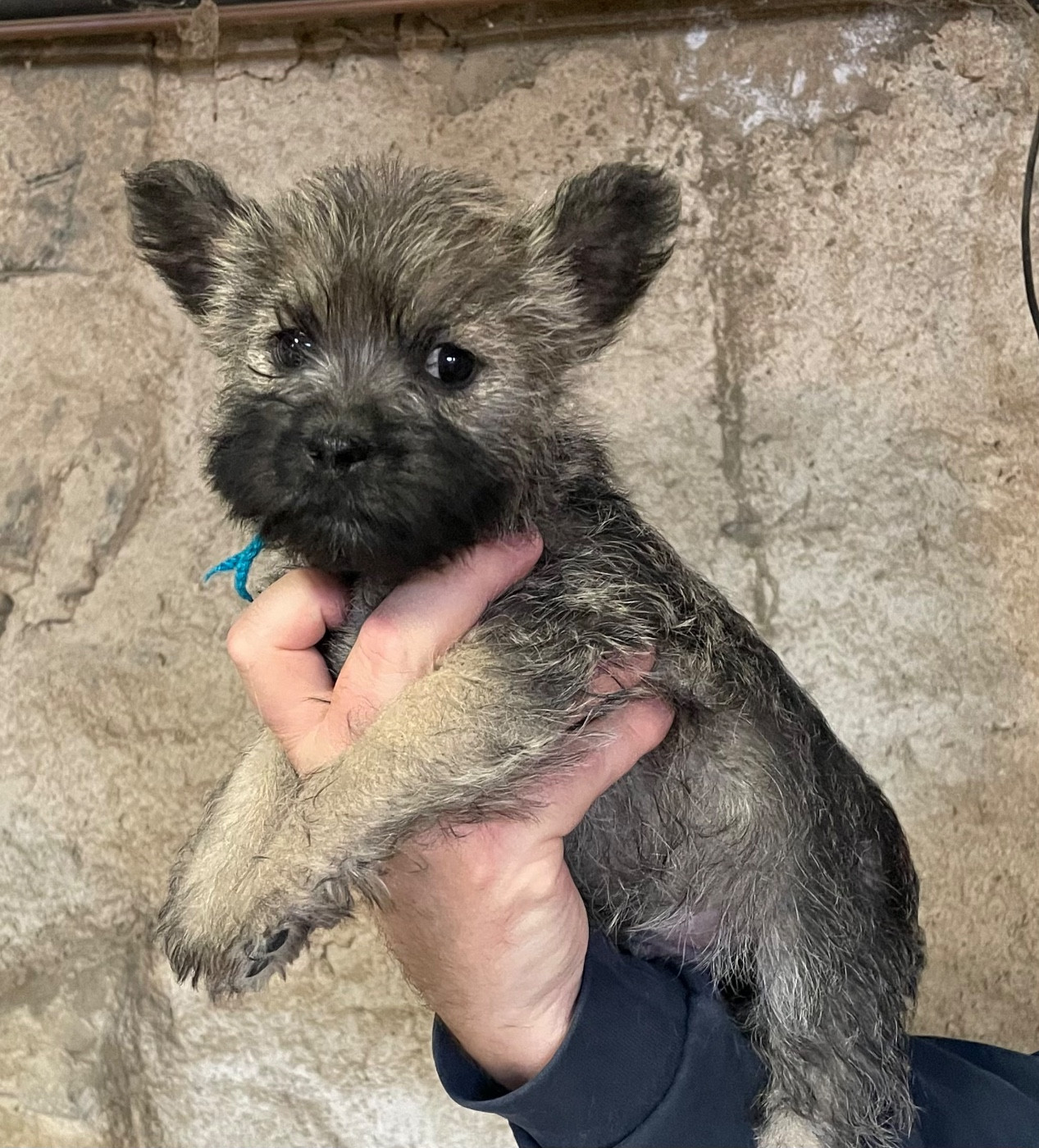 de l'arche des pierres dorées - Chiots disponibles - Cairn Terrier