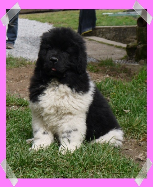de l'arche des pierres dorées - Chiots disponibles - Terre-neuve